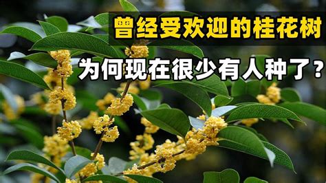 種桂花禁忌|桂花樹的風水禁忌，家裏爲什麼不能種桂花